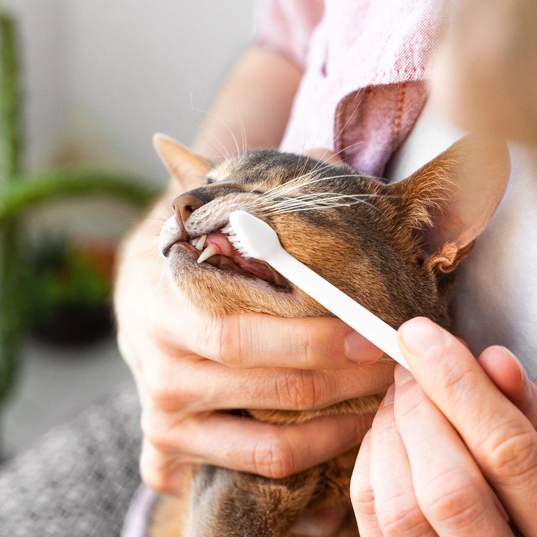 man brushing his cat's teeth at home