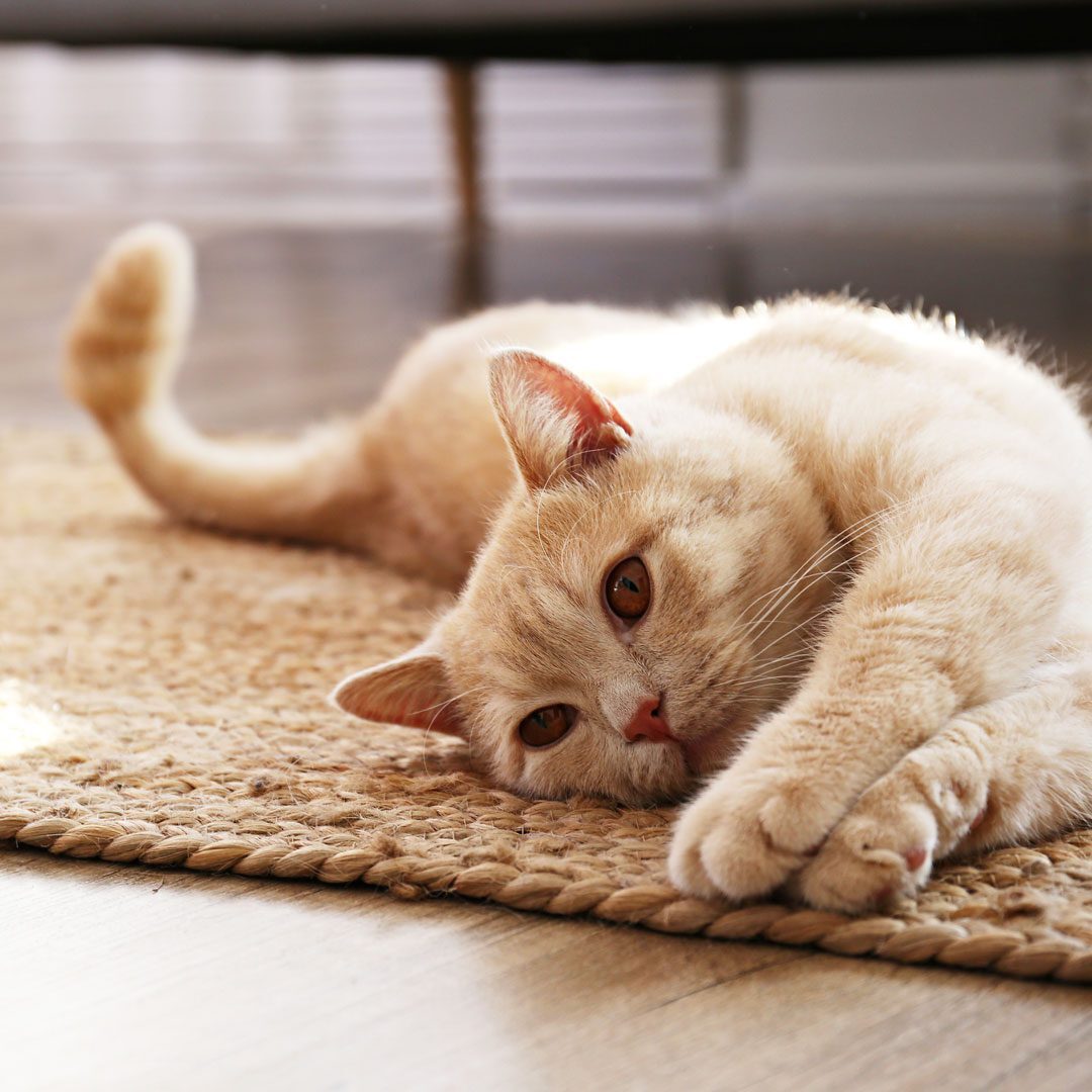 orange cat stretching on the floor