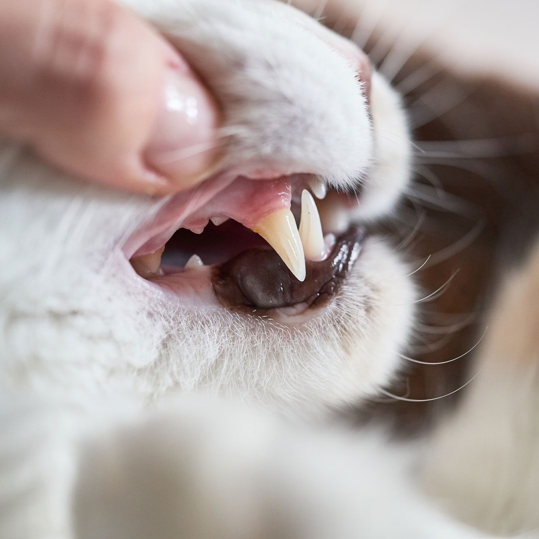 close up shot of cat's teeth