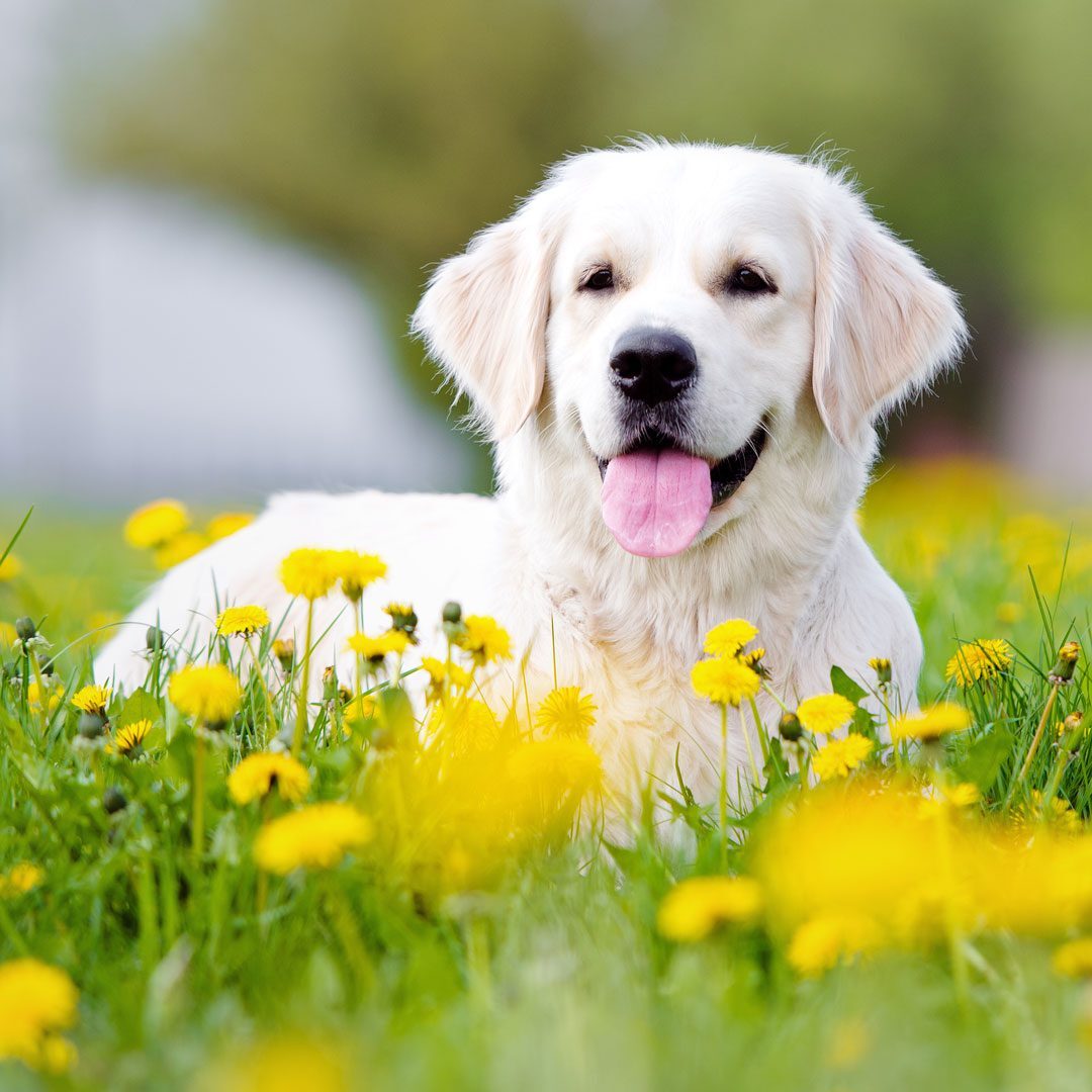 golden retriever puppy laying in the grass