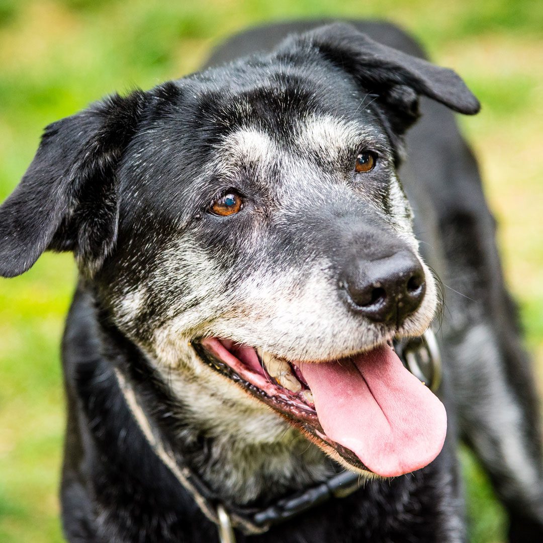 close up of senior black Labrador Retriever