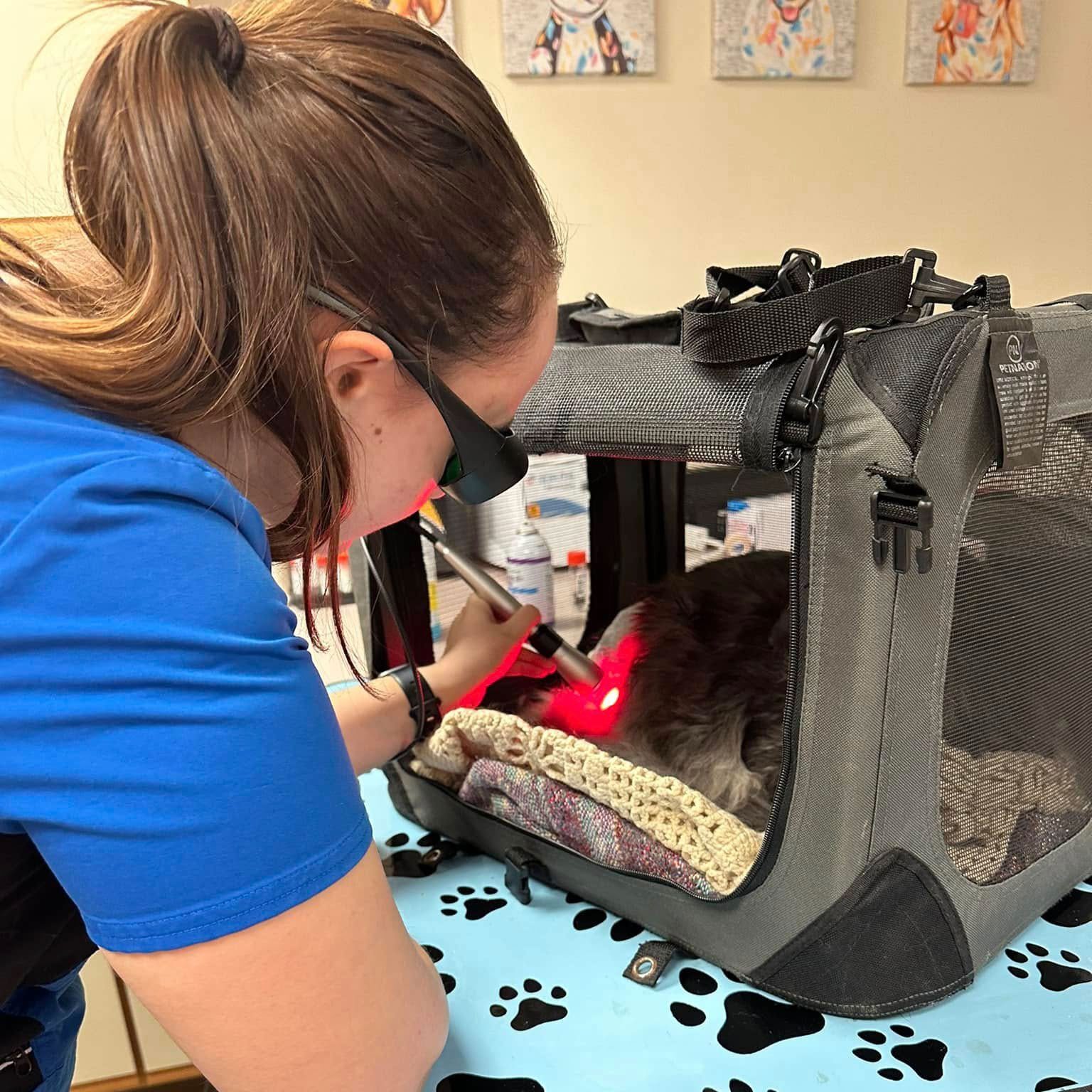 laser therapy procedure on dog laying in a carrier