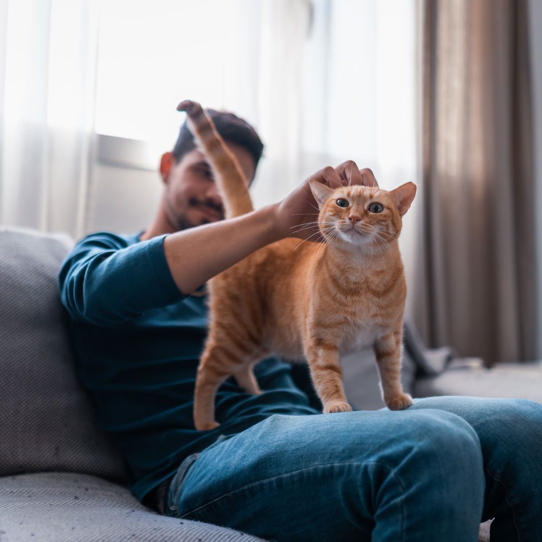 man sitting on the couch and petting orange cat