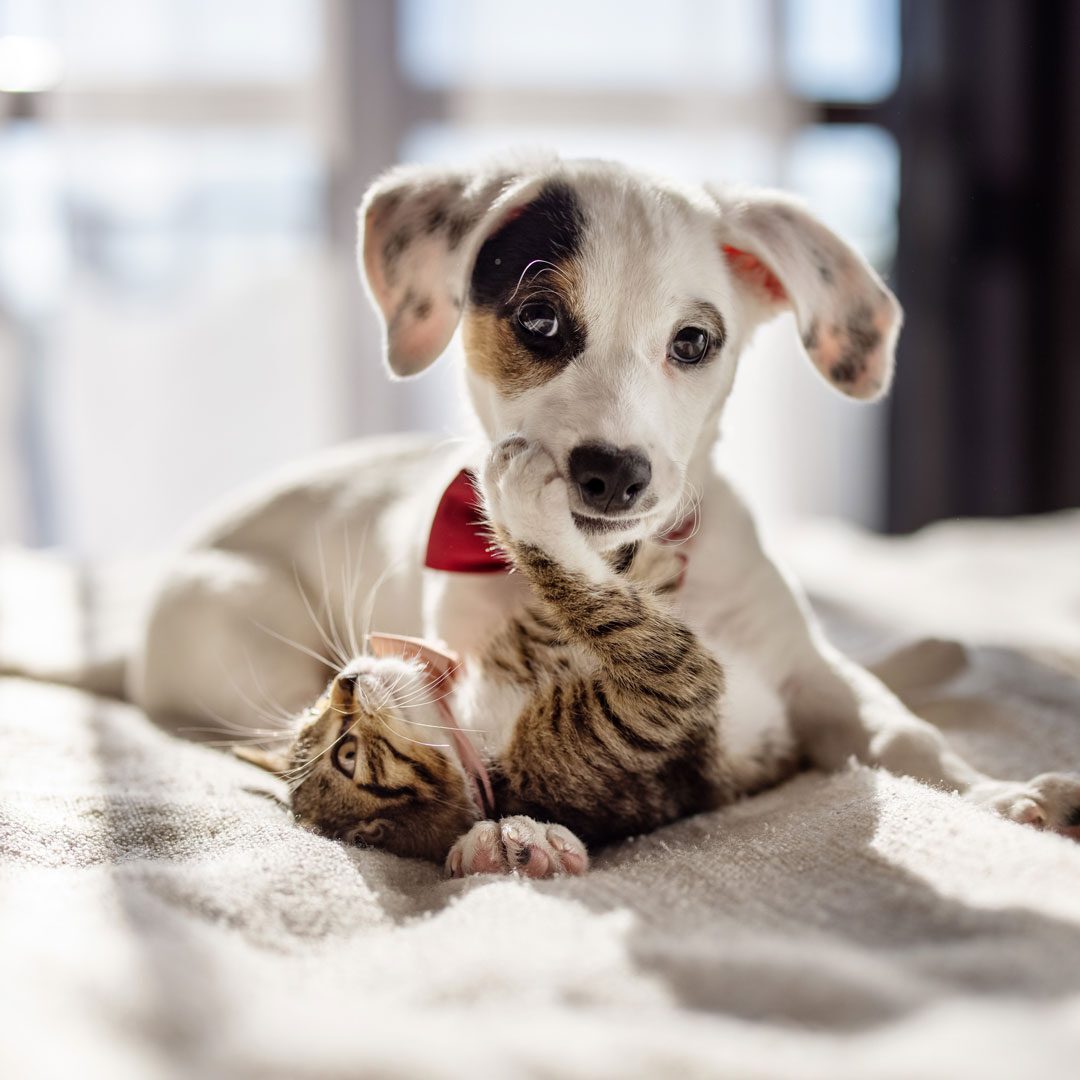 puppy and kitten playing together on the bed