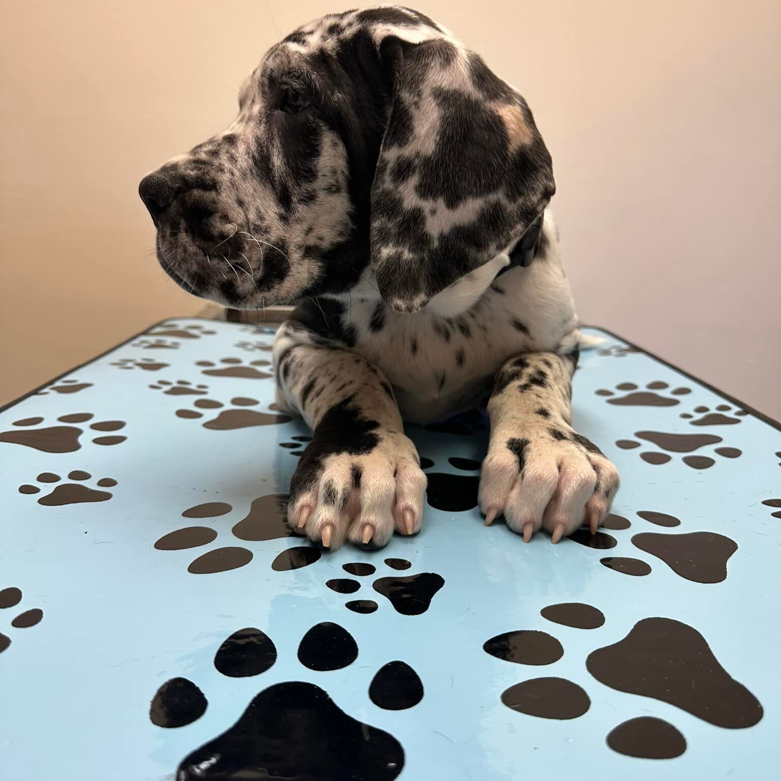 spotted puppy laying on veterinary exam table