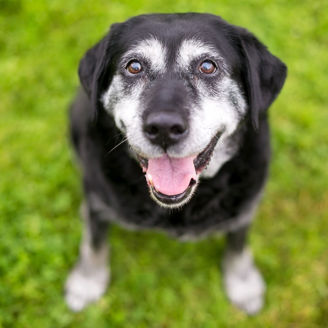 senior black Labrador Retriever sitting outside