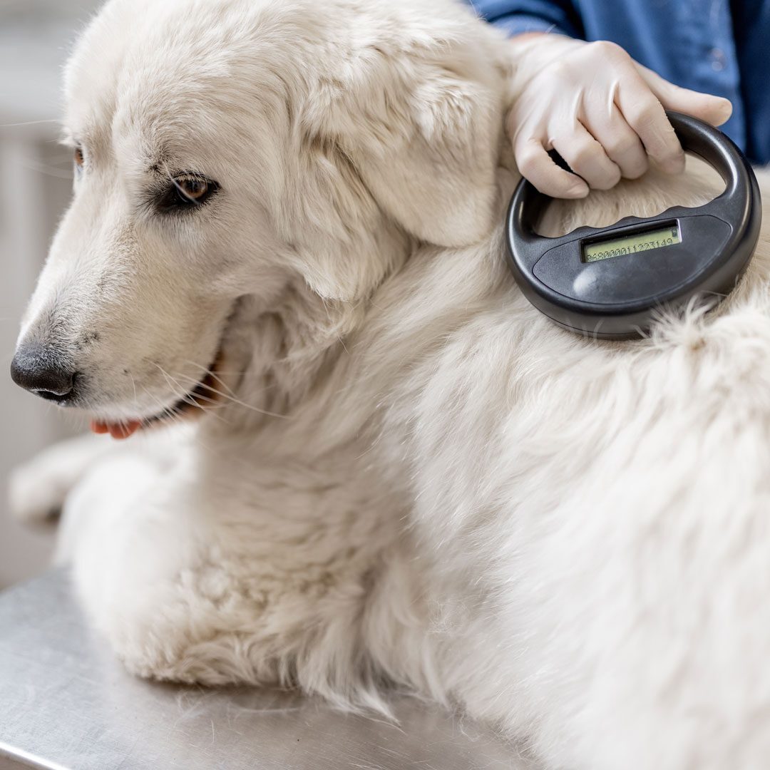 veterinarian checking a dog's microchip implant