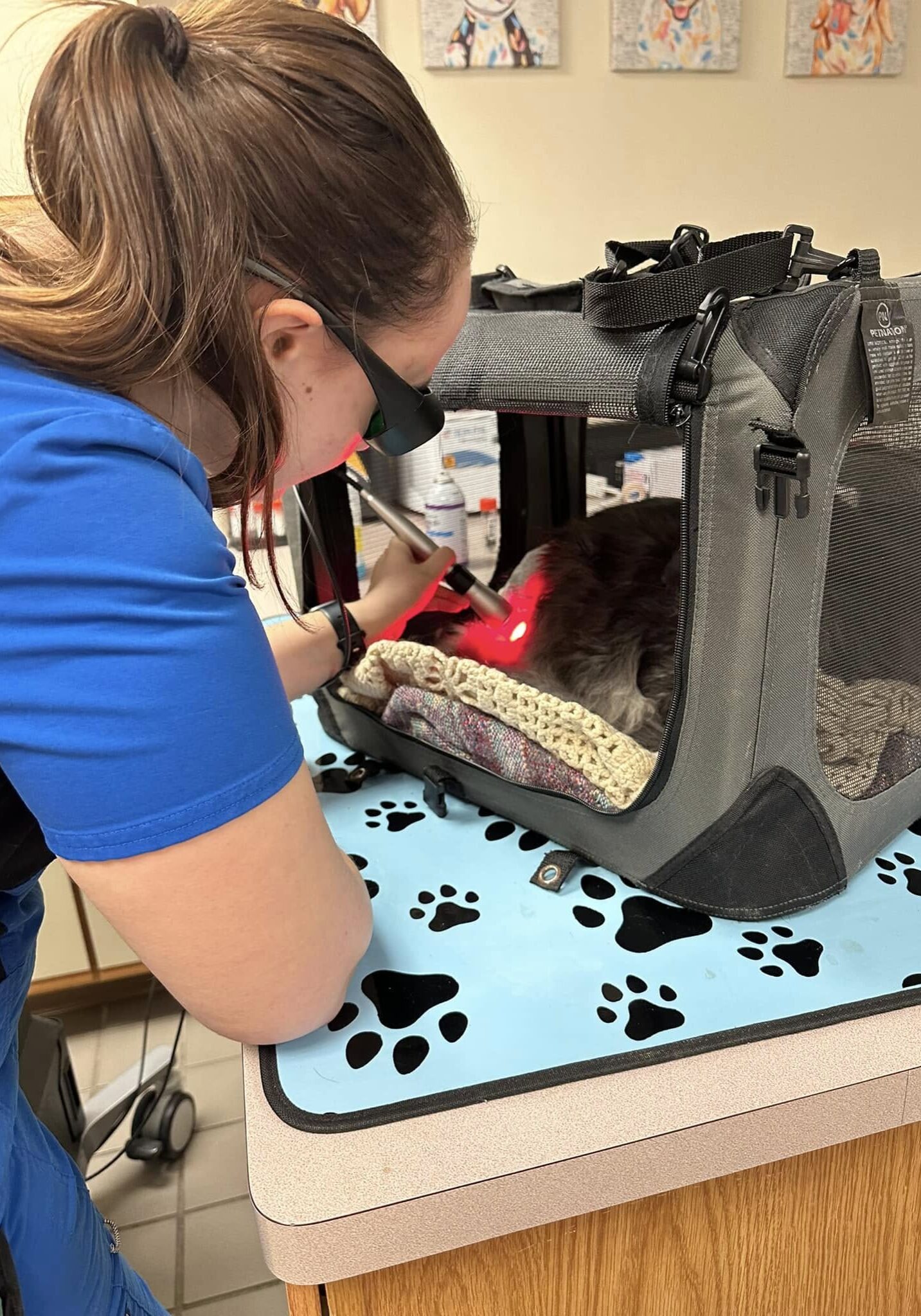 laser therapy procedure on dog laying in a carrier